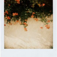 my-polaroids-2